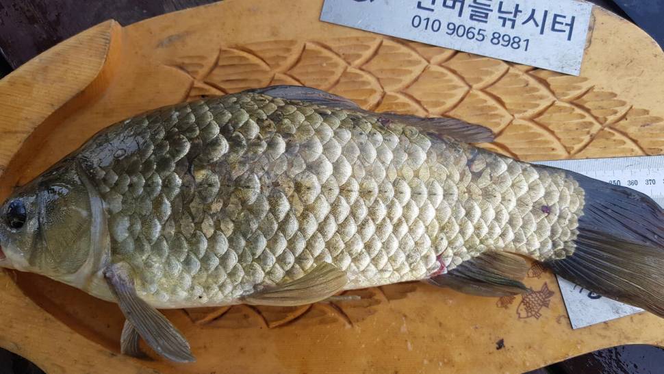 한버들 4짜 포함 허릿급 조황입니다 (조황조행기 - 충주호조황속보)