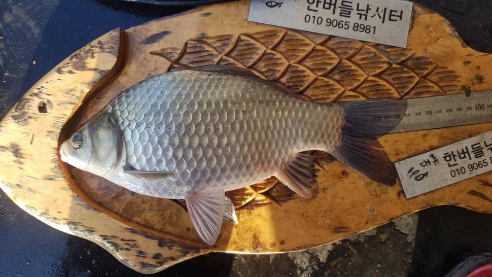 청풍 한버들 허릿급 조황입니다 (조황조행기 - 충주호조황속보)