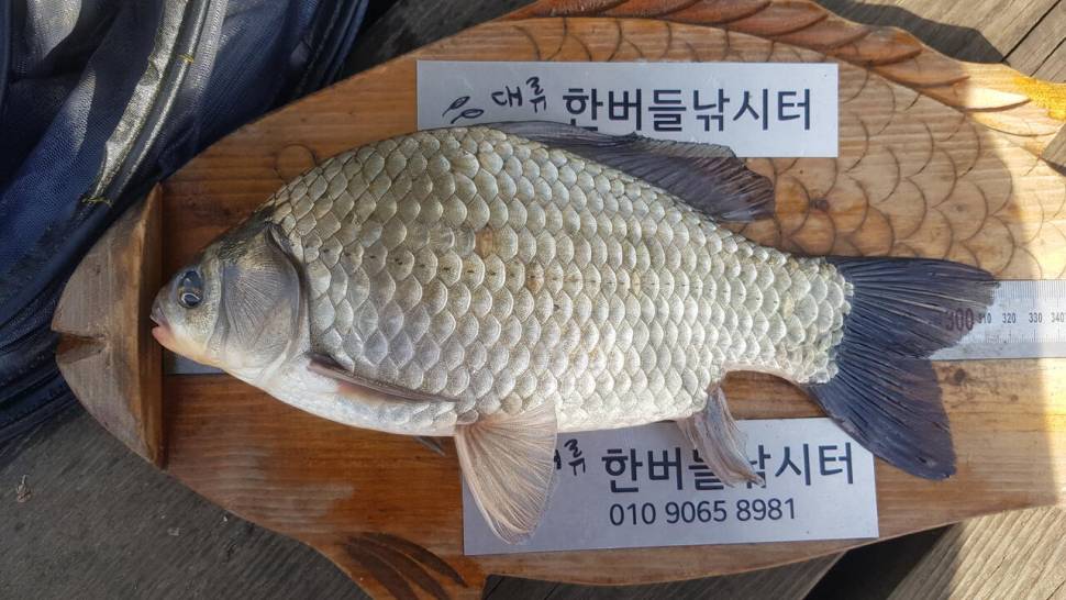 한버들 허릿급 조황입니다 (조황조행기 - 충주호조황속보)