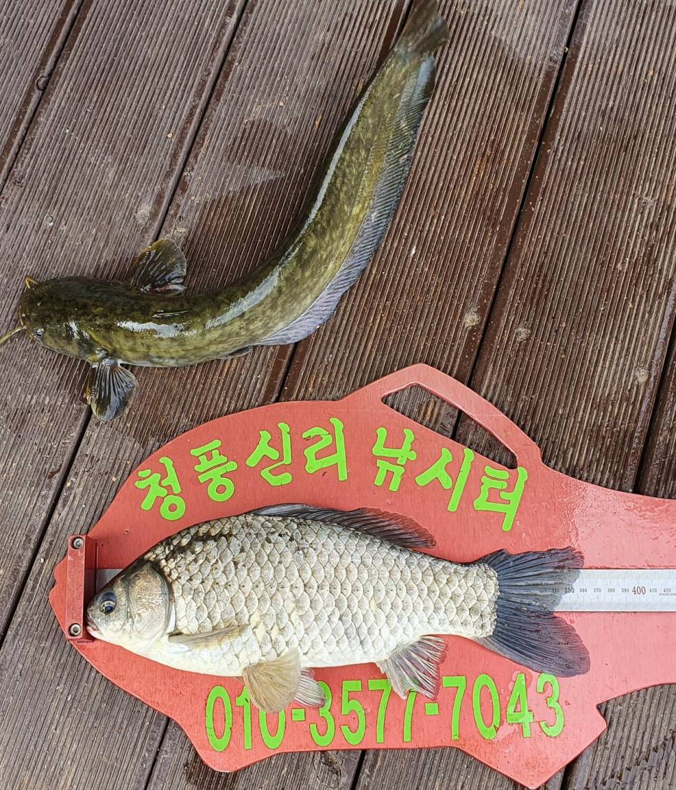 청풍신리낚시터 45cm허리급4수 조황입니다 (조황조행기 - 충주호조황속보)