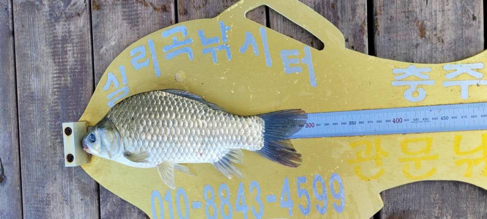 실리곡낚시터 허리급 조황입니다 (조황조행기 - 충주호조황속보)