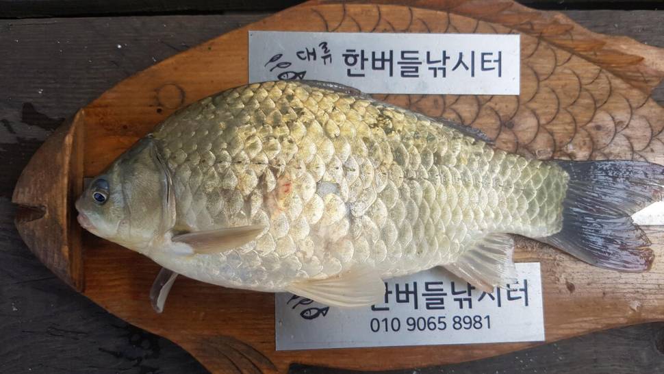 한버들 허릿급 조황입니다 (조황조행기 - 충주호조황속보)