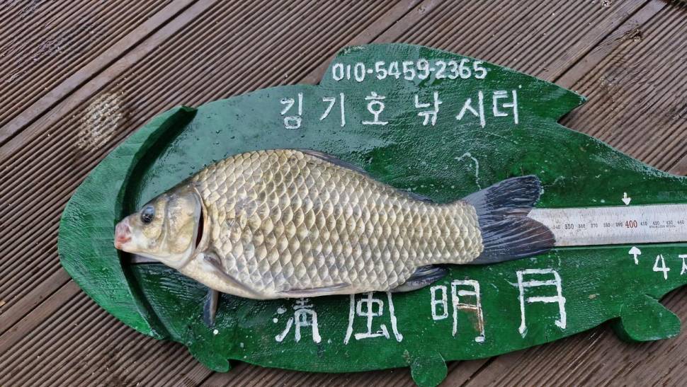 용곡 김기호 낚시터 조황정보 입니다 (조황조행기 - 충주호조황속보)