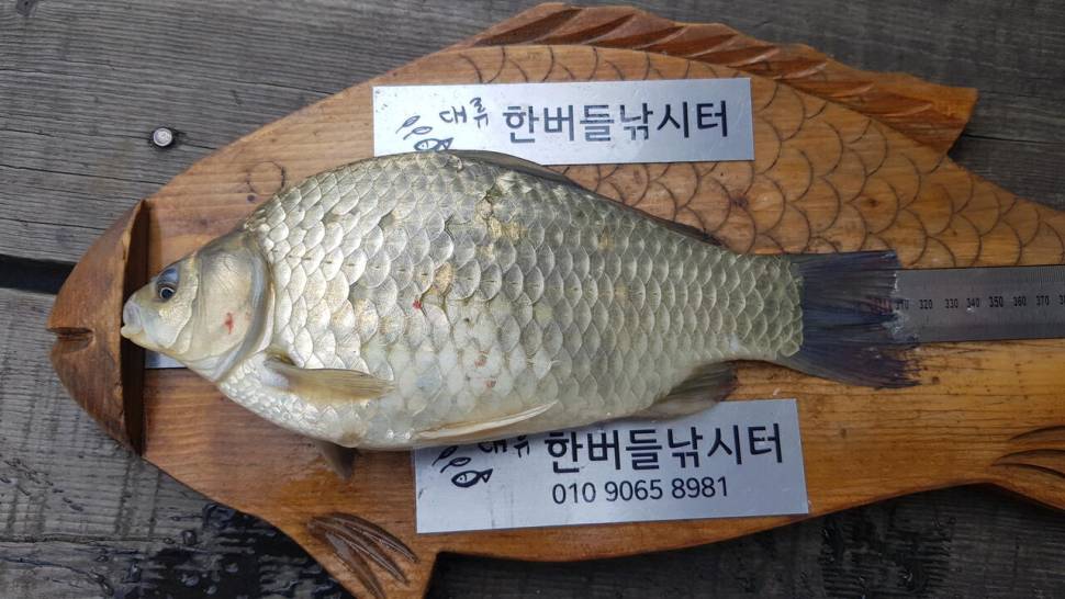 한버들 허릿급 조황입니다 (조황조행기 - 충주호조황속보)
