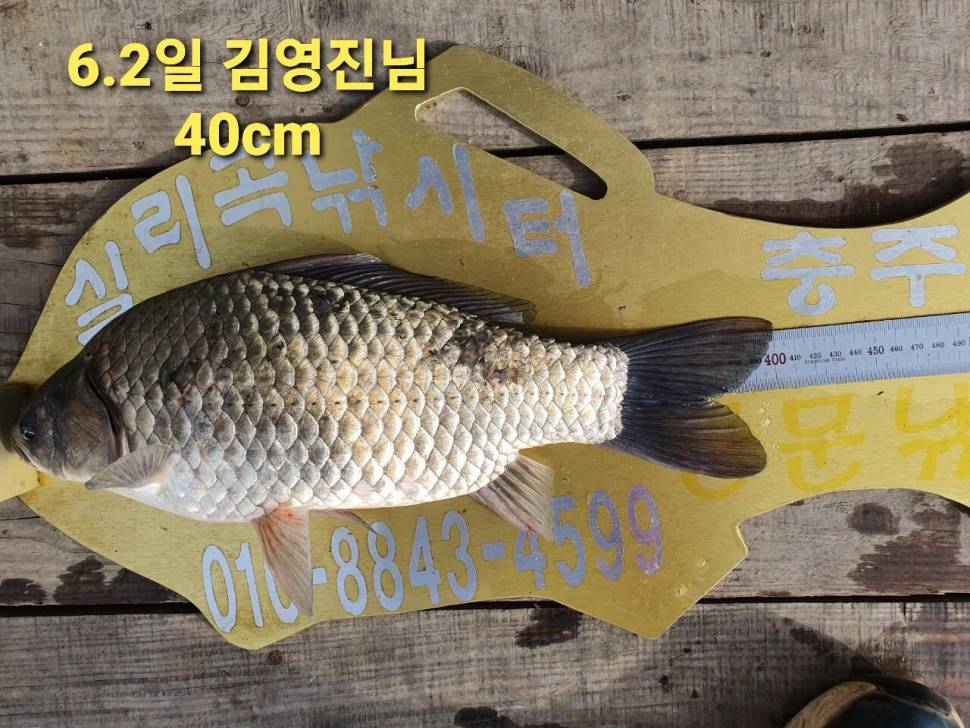 실리곡낚시터 44cm 대물 조황입니다 (조황조행기 - 충주호조황속보)
