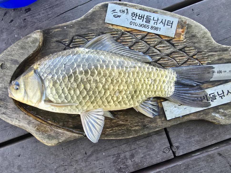 청풍 한버들 조황입니다 (조황조행기 - 충주호조황속보)