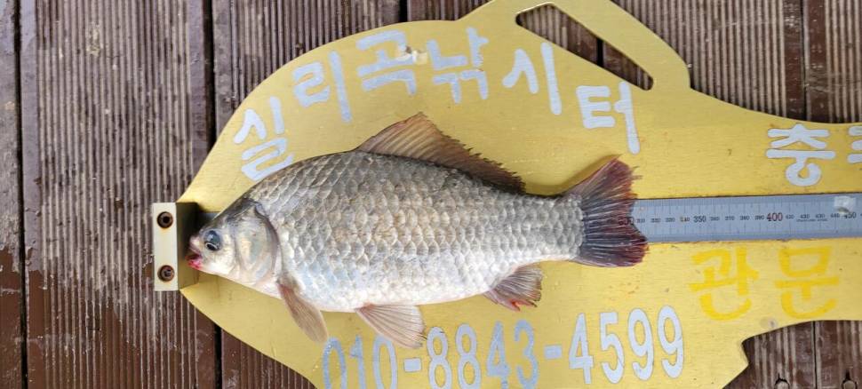 실리곡낚시터 415cm외 허리급 조황입니다 (조황조행기 - 충주호조황속보)