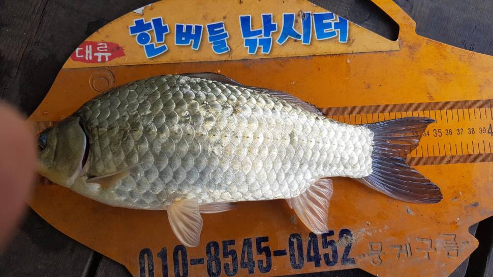 한버들 조황입니다 (조황조행기 - 충주호조황속보)