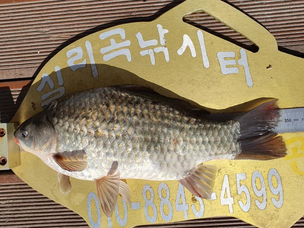 실리곡낚시터 4짜 조황입니다 (조황조행기 - 충주호조황속보)