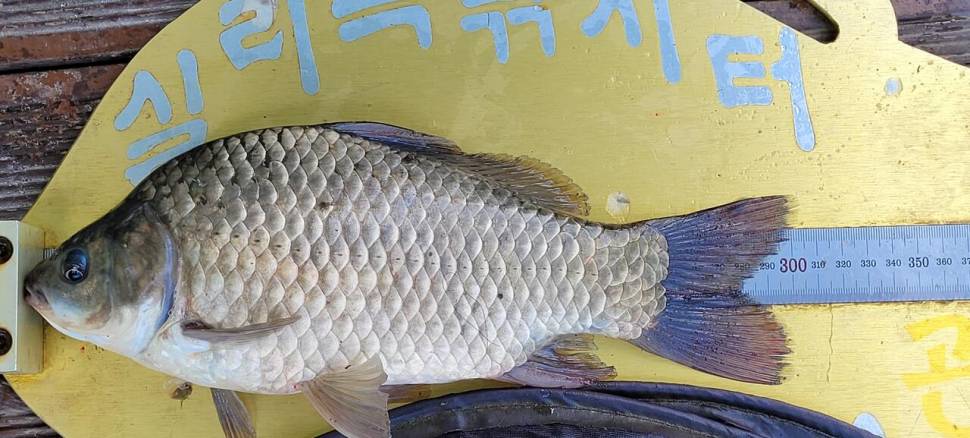 실리곡낚시터 허리급 조황입니다 (조황조행기 - 충주호조황속보)