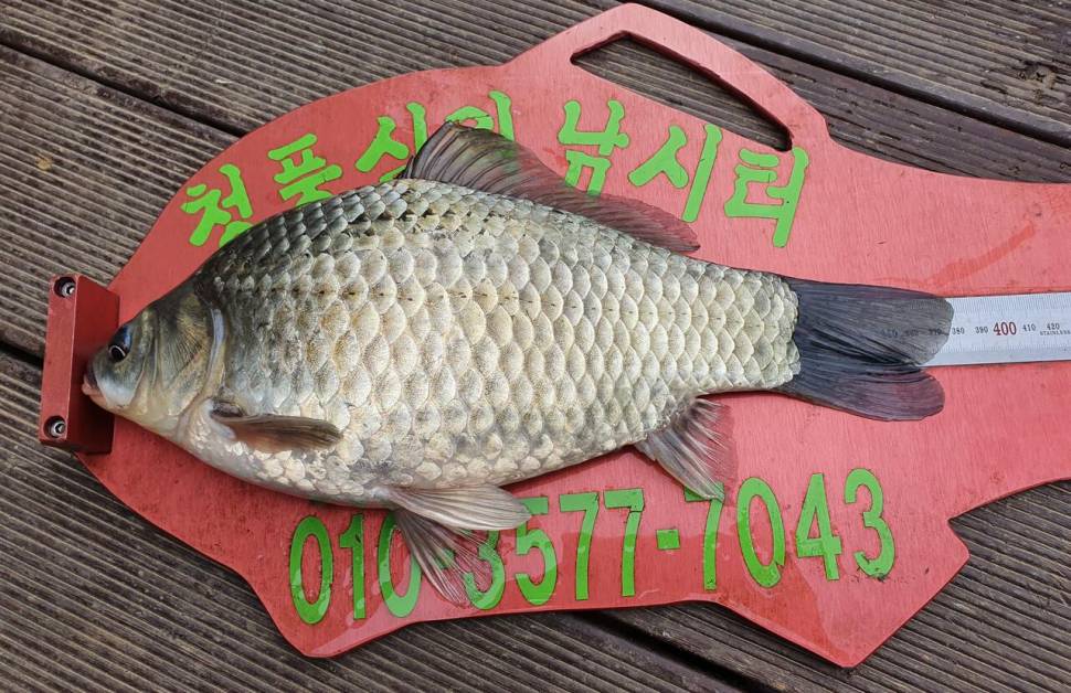 청풍신리낚시터 42cm4짜 조황입니다 (조황조행기 - 충주호조황속보)