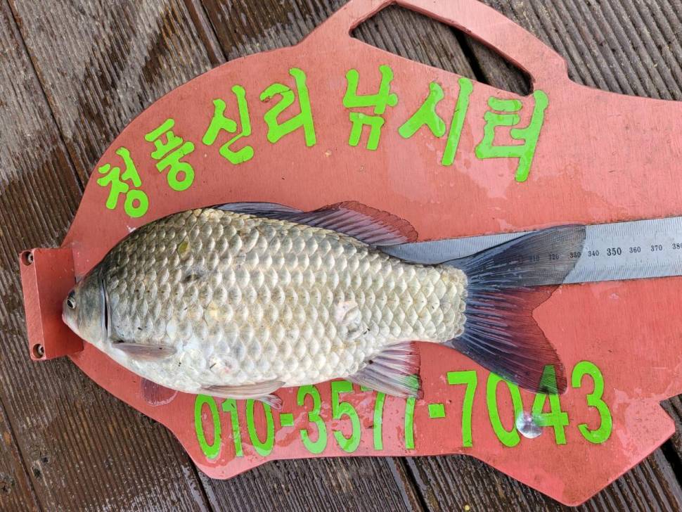 청풍신리낚시터 조황정보입니다 (조황조행기 - 충주호조황속보)