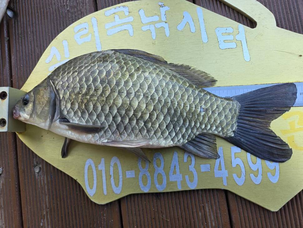 청풍 실리곡낚시터 조황입니다 (조황조행기 - 충주호조황속보)