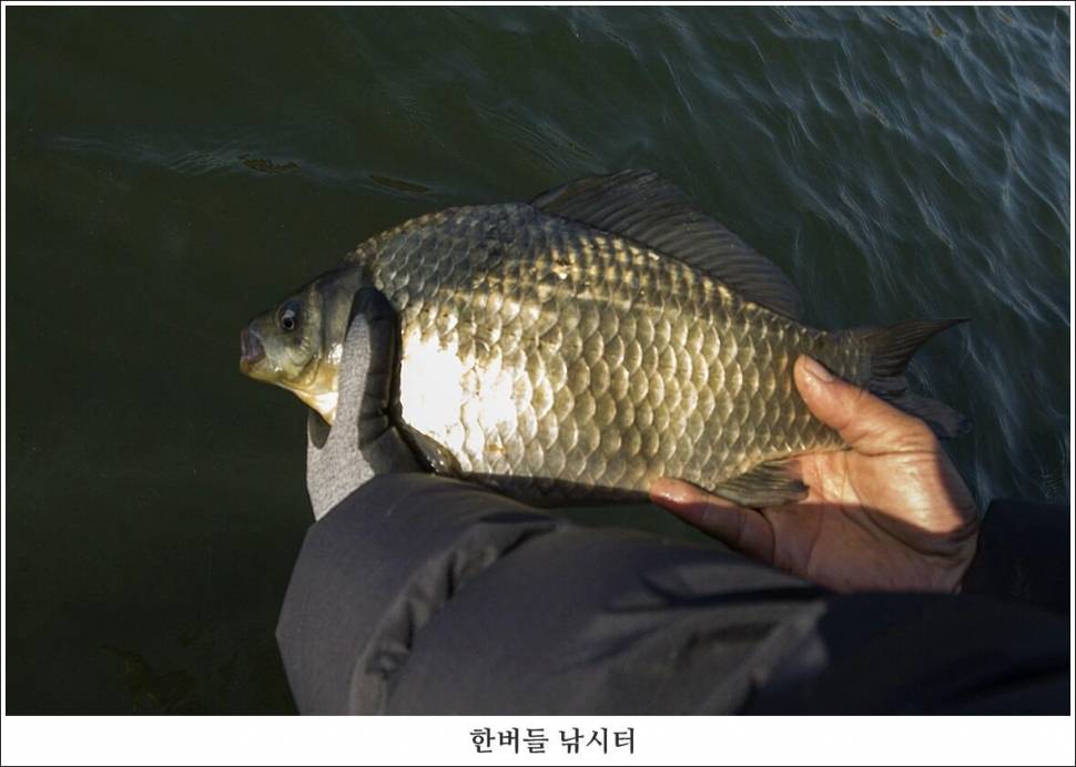 한버들 왕중왕전 둘째날 조황입니다 (조황조행기 - 충주호조황속보)