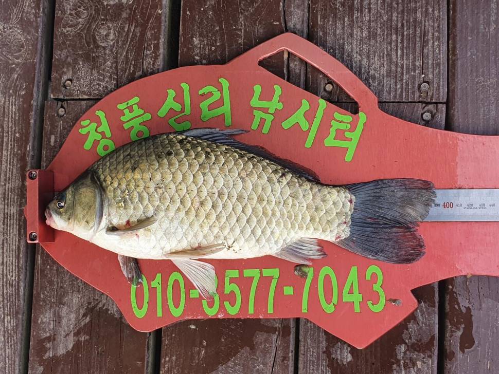 청풍신리낚시터 허리급 조황정보입니다 (조황조행기 - 충주호조황속보)