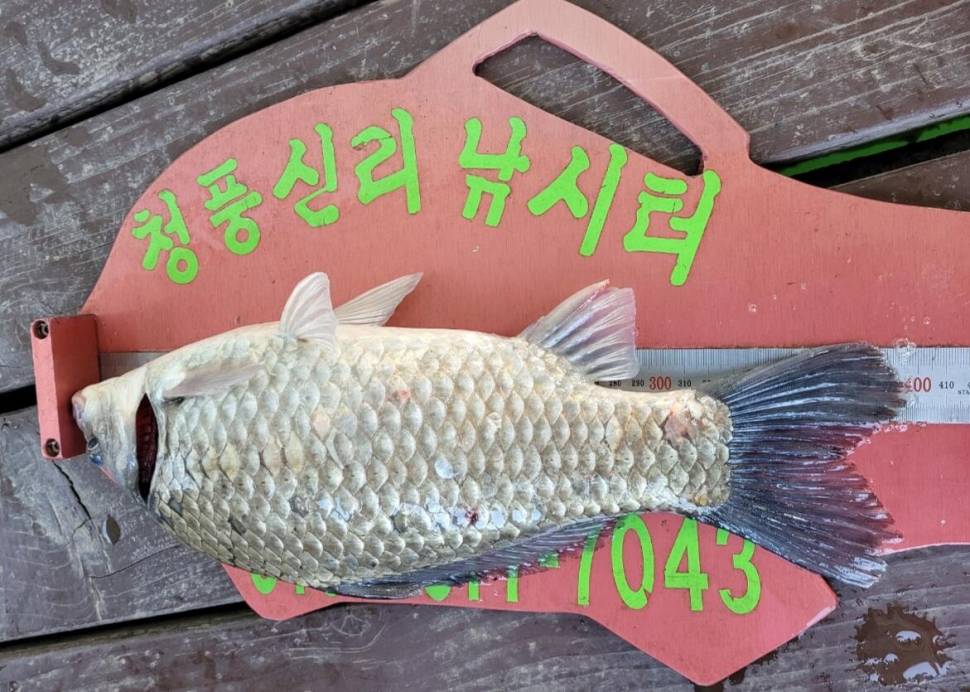 청풍신리낚시터 4짜외 허리급 조황정보입니다 (조황조행기 - 충주호조황속보)