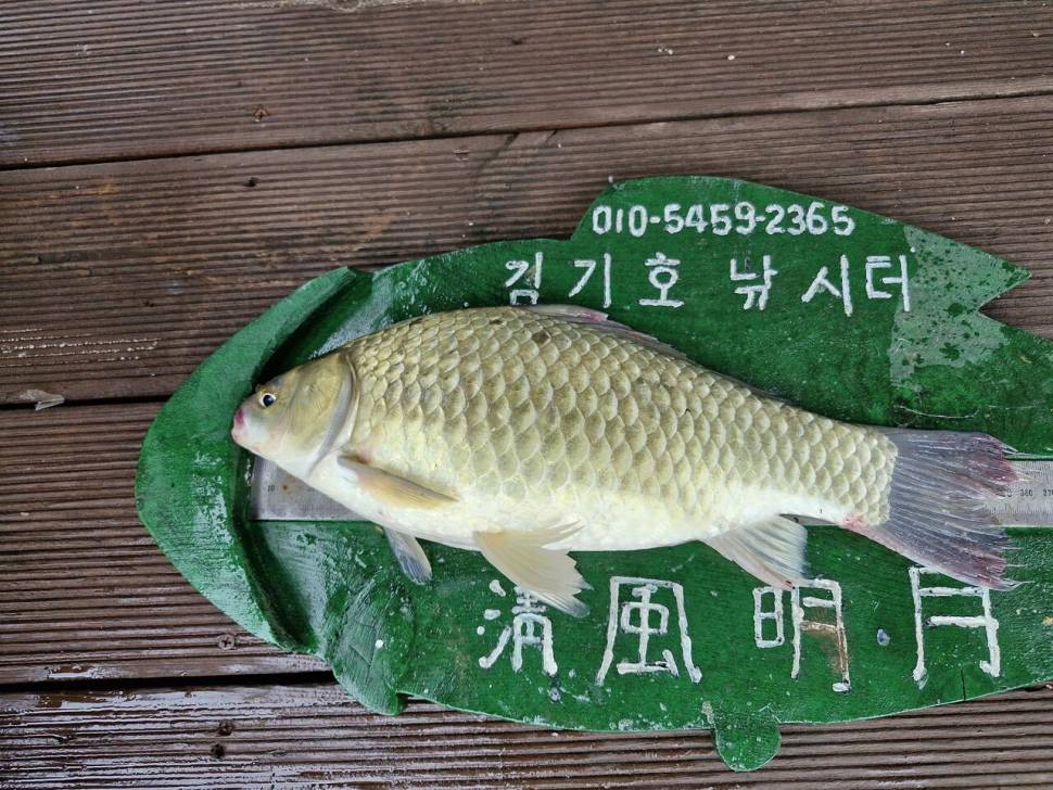 용곡 김기호 낚시터 조황정보 입니다 (조황조행기 - 충주호조황속보)