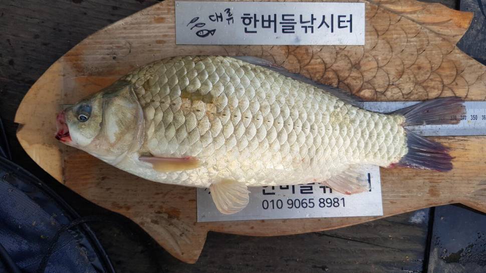 한버들 조황입니다 (조황조행기 - 충주호조황속보)