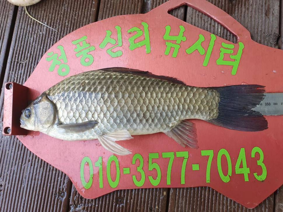 청풍신리낚시터 42cm4짜 조황입니다 (조황조행기 - 충주호조황속보)