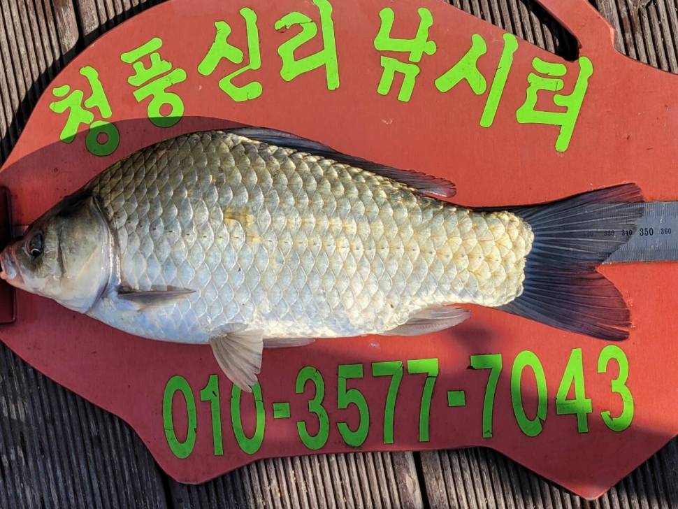 청풍신리낚시터 허리급 조황정보입니다 (조황조행기 - 충주호조황속보)