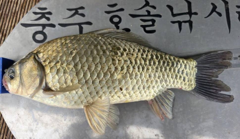 솔낚시터 주말 조황소식입니다 (조황조행기 - 충주호조황속보)