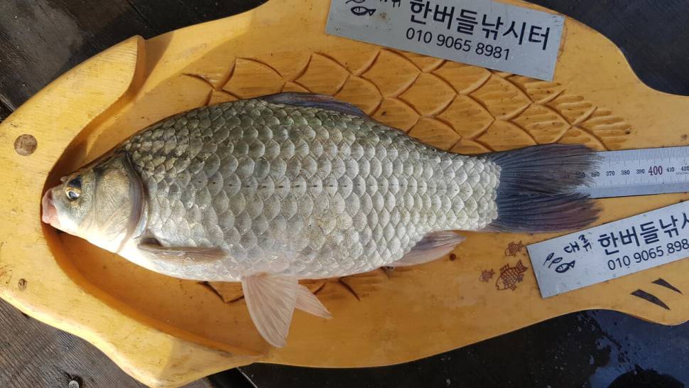 한버들 4짜 포함 허릿급 조황입니다 (조황조행기 - 충주호조황속보)