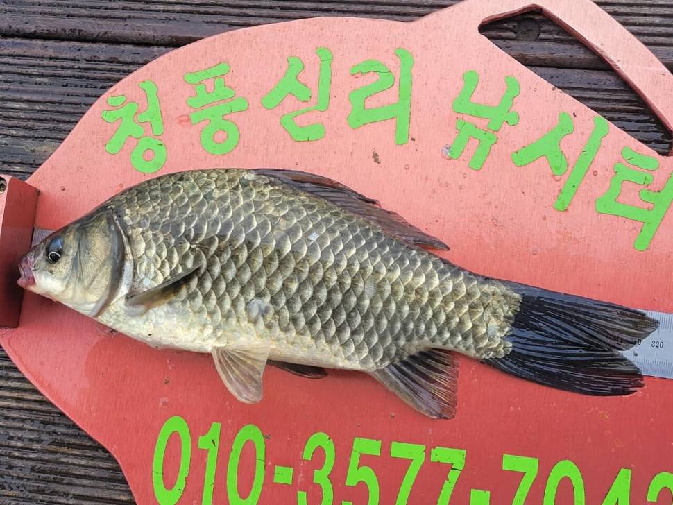 청풍신리낚시터 허리급 조황입니다 (조황조행기 - 충주호조황속보)