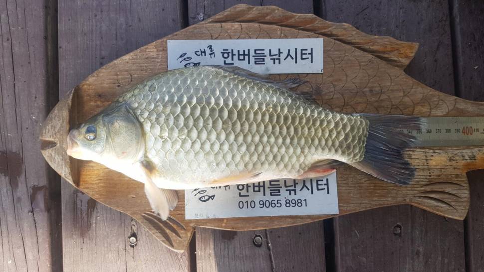 허릿급및 준월척 마릿 수 조황입니다 (조황조행기 - 충주호조황속보)