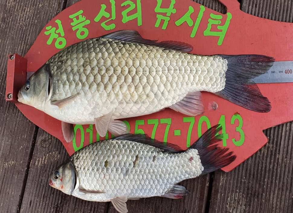 청풍신리낚시터 허리급입니다 (조황조행기 - 충주호조황속보)