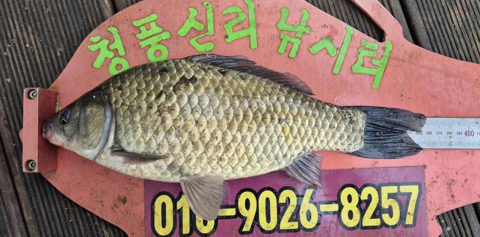 청풍신리낚시터 주말조황입니다 (조황조행기 - 충주호조황속보)