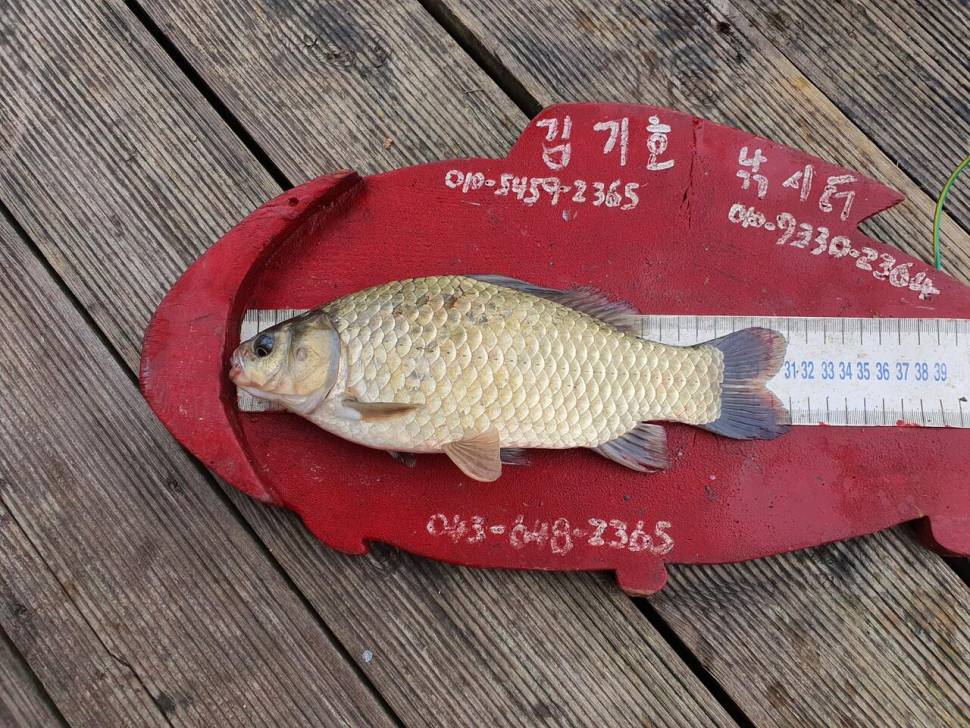 용곡 김기호낚시터 사짜 조황 입니다 (조황조행기 - 충주호조황속보)