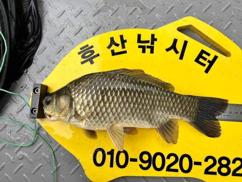 후산낚시터 조황 안내 입니다 (조황조행기 - 충주호조황속보)