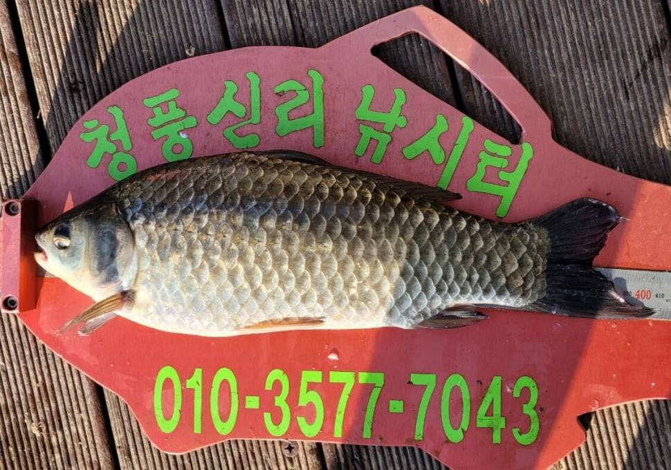 청풍신리낚시터 41cm4짜 조황정보입니다 (조황조행기 - 충주호조황속보)