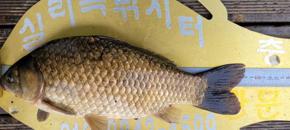 청풍 실리곡낚시터 4짜외 허리급마릿수입니다 (조황조행기 - 충주호조황속보)