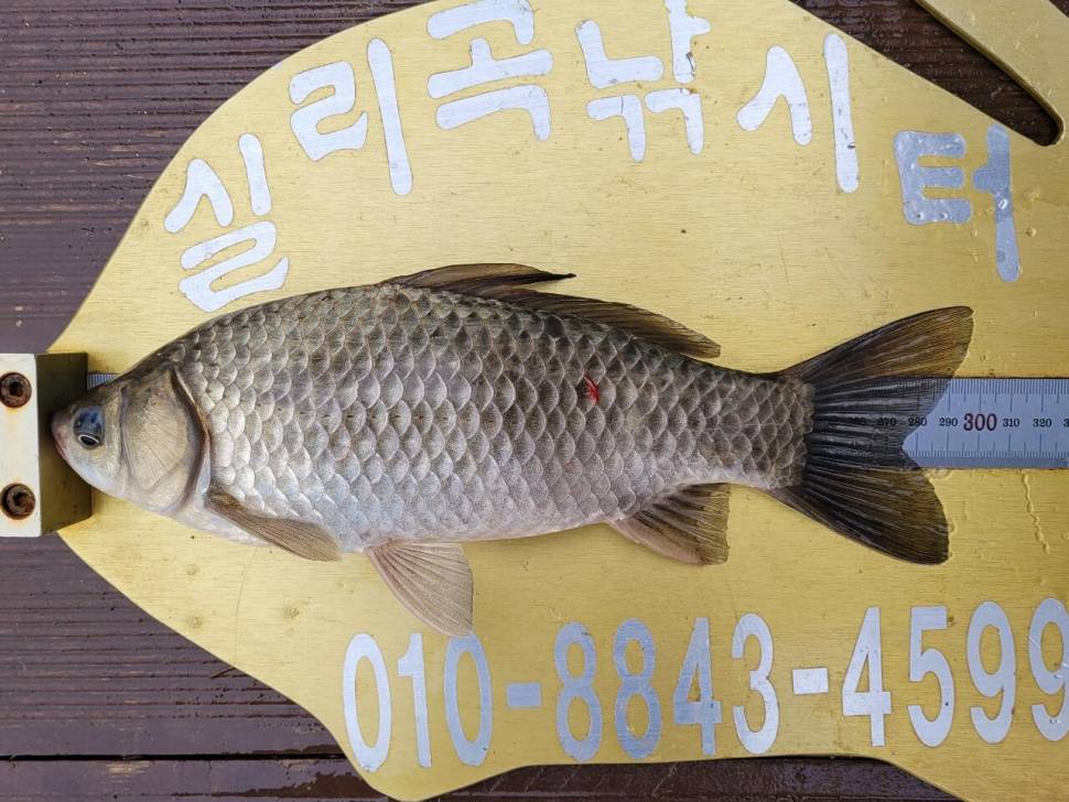 실리곡낚시터 허리급 조황입니다 (조황조행기 - 충주호조황속보)