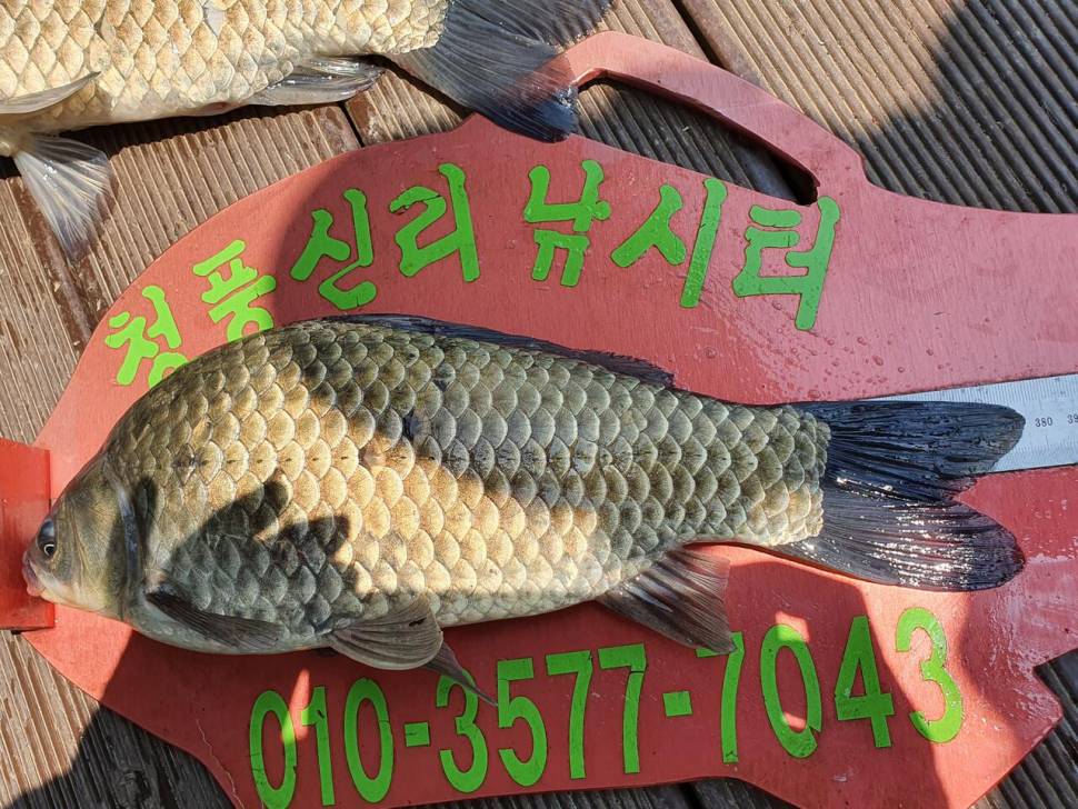 청풍신리낚시터 4짜 5수허리급 2수 조황입니다 (조황조행기 - 충주호조황속보)