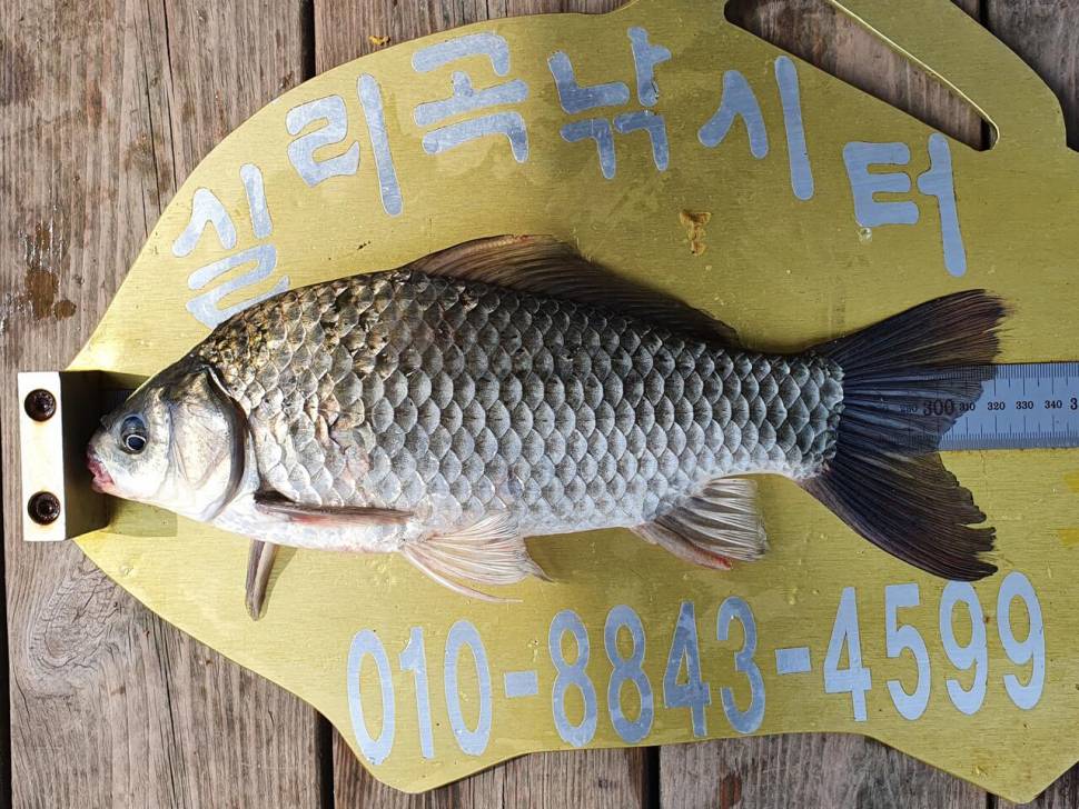 실리곡낚시터 4짜허리급 조황입니다 (조황조행기 - 충주호조황속보)