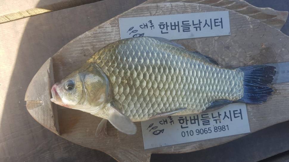 청풍호 한버들 조황입니다 (조황조행기 - 충주호조황속보)