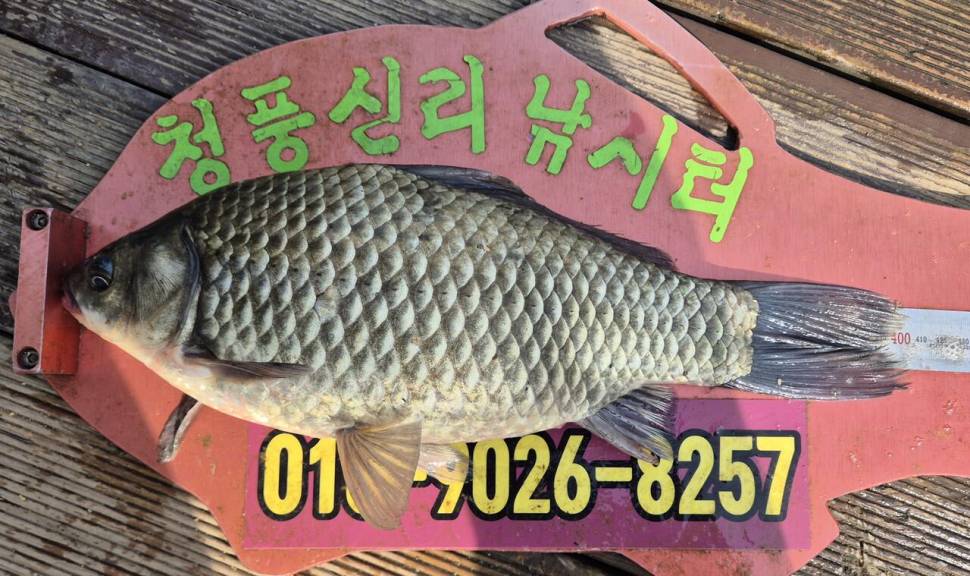 청풍신리낚시터 주말조황입니다 (조황조행기 - 충주호조황속보)