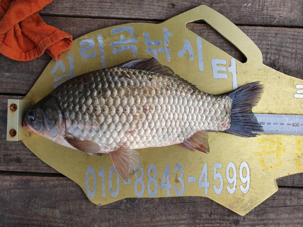 실리곡낚시터 조황정보입니다 (조황조행기 - 충주호조황속보)