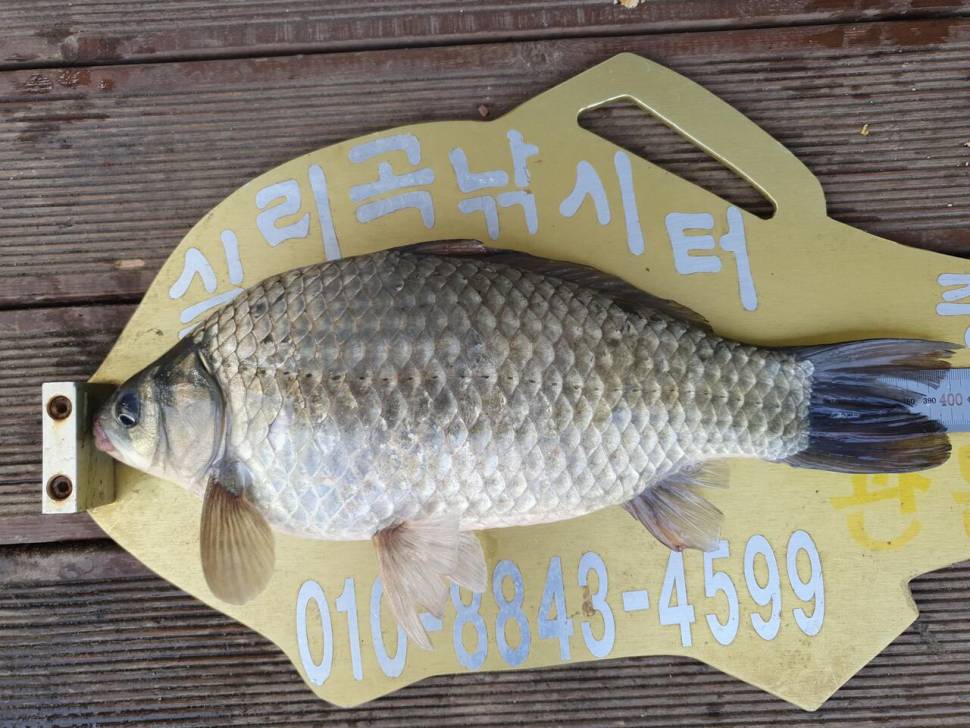 실리곡낚시터 4짜4짜 조황입니다 (조황조행기 - 충주호조황속보)