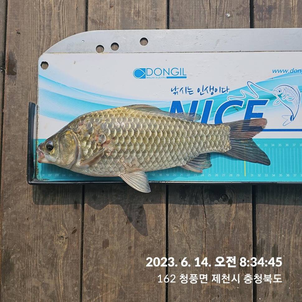 단돈소식전해드립니다 (조황조행기 - 충주호조황속보)
