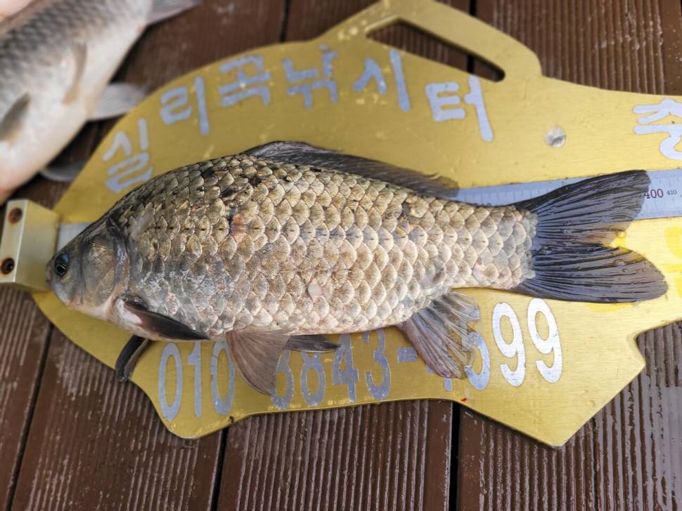 청풍 실리곡낚시터 4짜외 허리급입니다 (조황조행기 - 충주호조황속보)