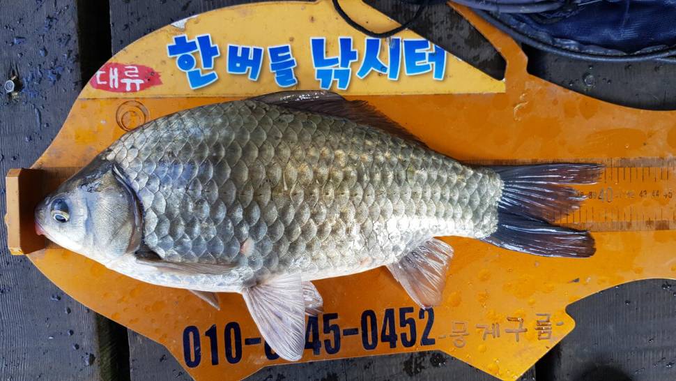 청풍 한버들 낚시터 4짜포함 허릿급 조황입니다 (조황조행기 - 충주호조황속보)