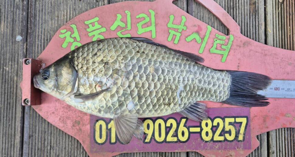 청풍신리낚시터 주말조황입니다 (조황조행기 - 충주호조황속보)