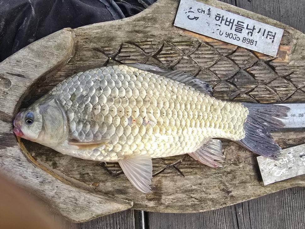 청풍 한버들 조황입니다 (조황조행기 - 충주호조황속보)