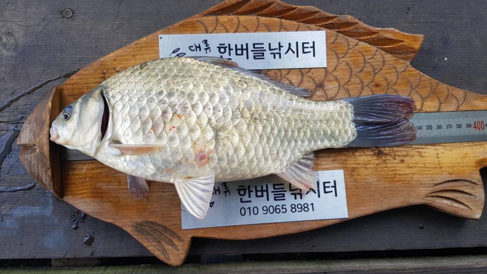 한버들 허릿급 조황입니다 (조황조행기 - 충주호조황속보)