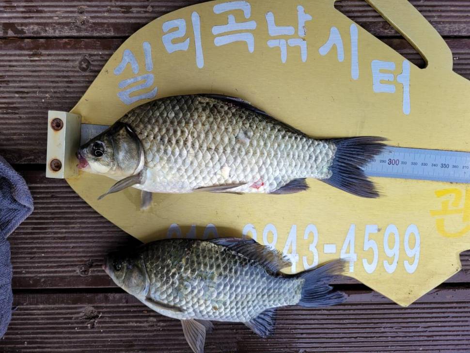 실리곡낚시터 43cm 대물 조황입니다 (조황조행기 - 충주호조황속보)