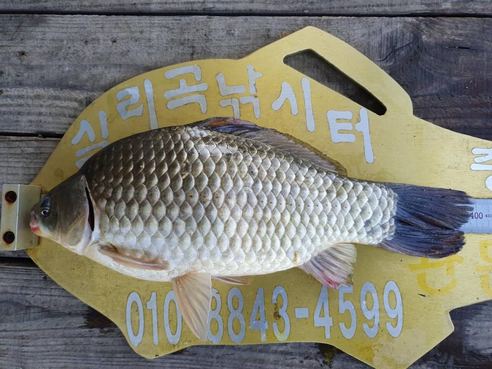 실리곡낚시터 425cm4짜 조황입니다 (조황조행기 - 충주호조황속보)