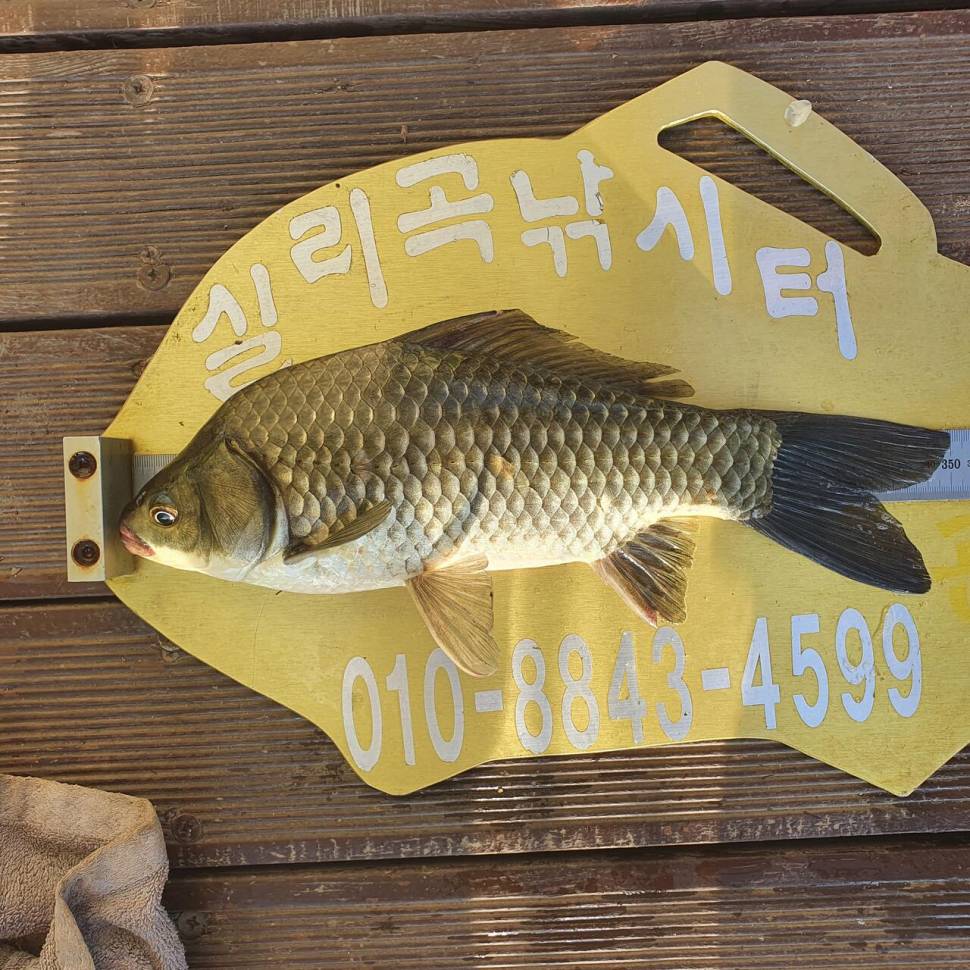 실리곡낚시터 허리급 조황입니다 (조황조행기 - 충주호조황속보)